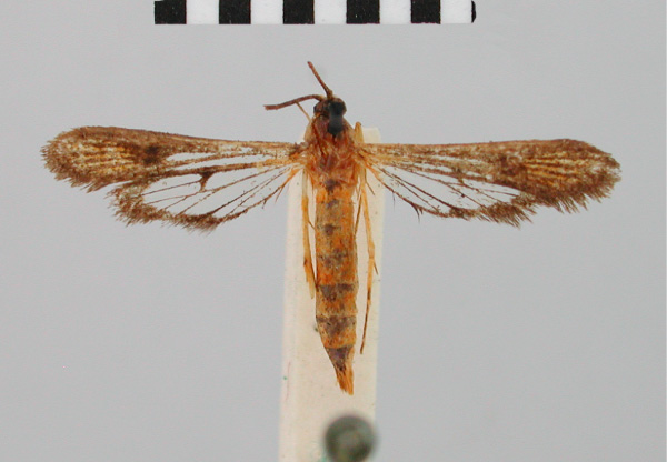 /filer/webapps/moths/media/images/O/ochracea_Chamanthedon_AF_BMNH_01.jpg