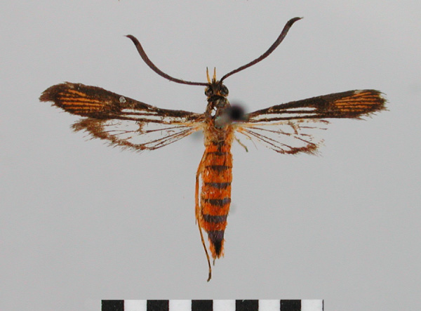 /filer/webapps/moths/media/images/O/ochracea_Chamanthedon_AF_BMNH_02.jpg