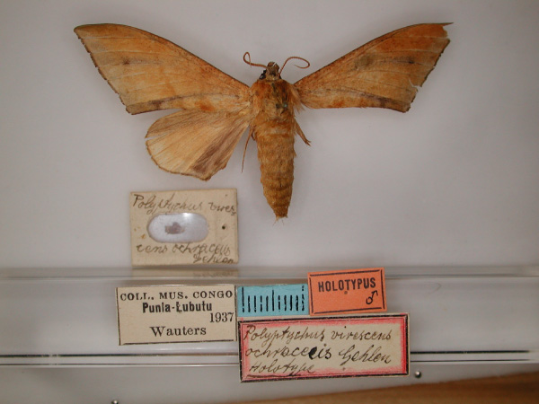 /filer/webapps/moths/media/images/O/ochracea_Chloroclanis_HT_RMCA_01.jpg