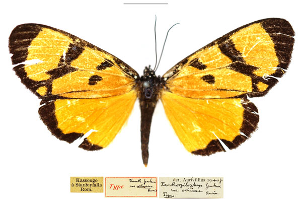 /filer/webapps/moths/media/images/O/ochracea_Heraclia_STF_RBINS.jpg