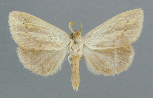 /filer/webapps/moths/media/images/O/ochracea_Lopiena_A_RMCA.jpg