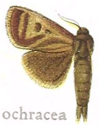 /filer/webapps/moths/media/images/O/ochracea_Metarbela_HT_MfN.jpg
