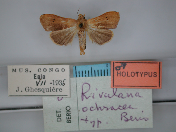 /filer/webapps/moths/media/images/O/ochracea_Rivula_HT_RMCA_01.jpg