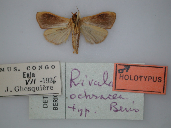 /filer/webapps/moths/media/images/O/ochracea_Rivula_HT_RMCA_02.jpg