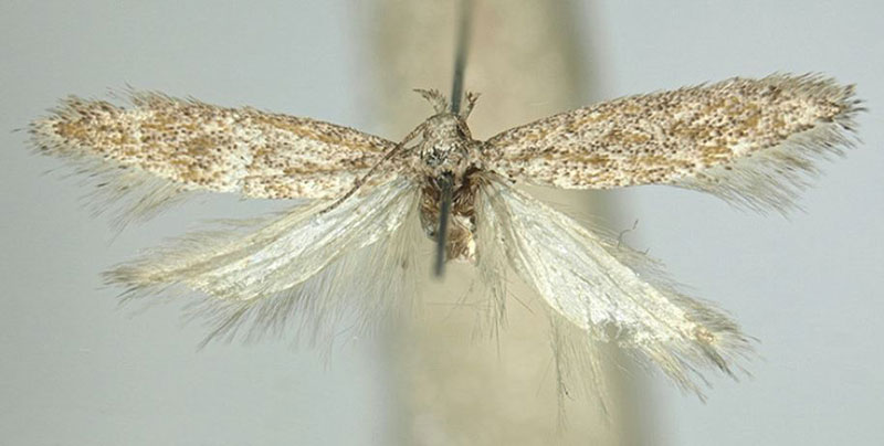 /filer/webapps/moths/media/images/O/ochracea_Scrobipalpa_HT_ZMHB.jpg