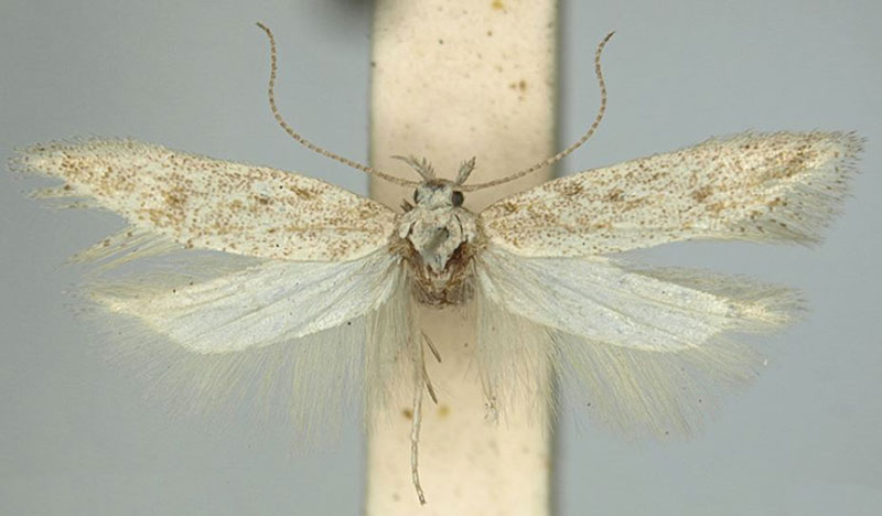 /filer/webapps/moths/media/images/O/ochracea_Scrobipalpa_PTM_TMSA.jpg