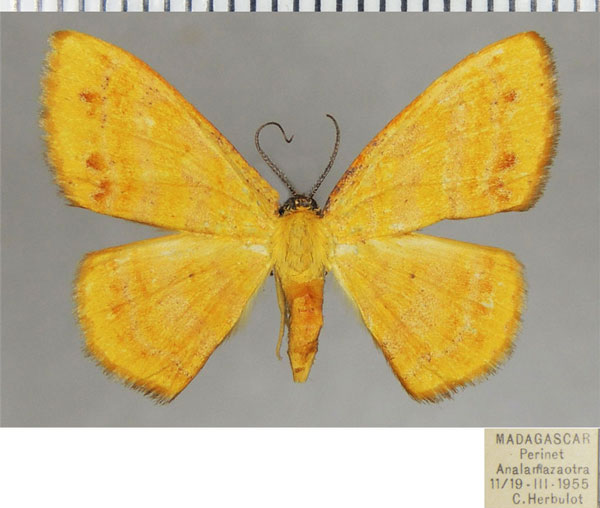 /filer/webapps/moths/media/images/O/ochracea_Xenostega_AF_ZSM.jpg