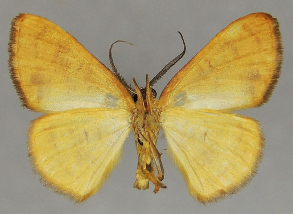 /filer/webapps/moths/media/images/O/ochracea_Xenostega_AM_ZSMb.jpg