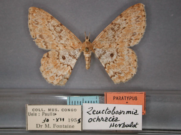 /filer/webapps/moths/media/images/O/ochracea_Zeuctoboarmia_A_RMCA_01.jpg