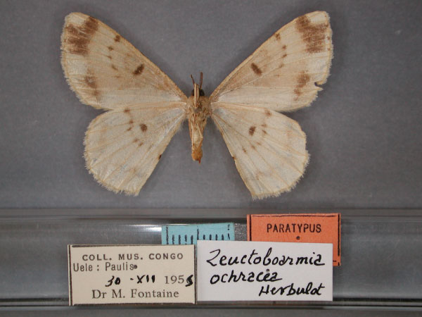 /filer/webapps/moths/media/images/O/ochracea_Zeuctoboarmia_A_RMCA_02.jpg