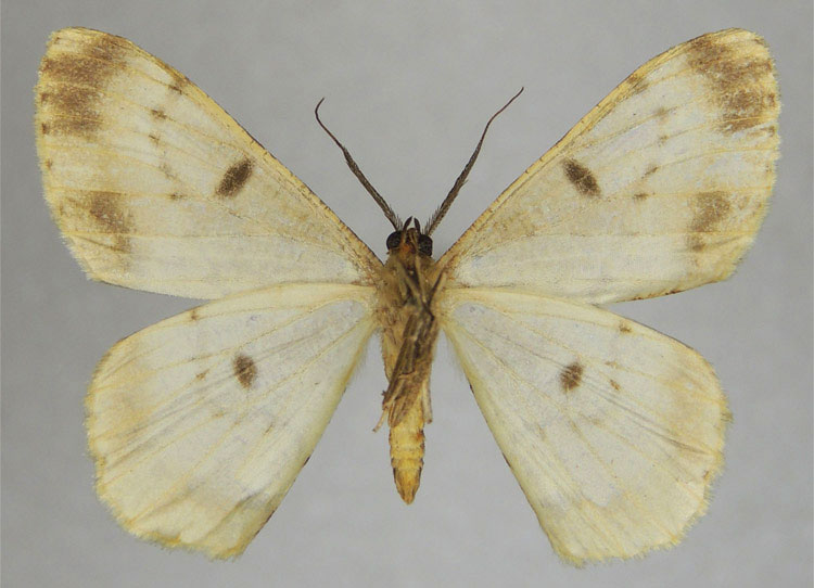 /filer/webapps/moths/media/images/O/ochracea_Zeuctoboarmia_HT_ZSMb.jpg