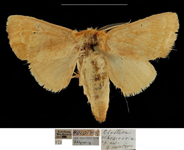 /filer/webapps/moths/media/images/O/ochracearia_Clostera_HT_RBINSa.jpg