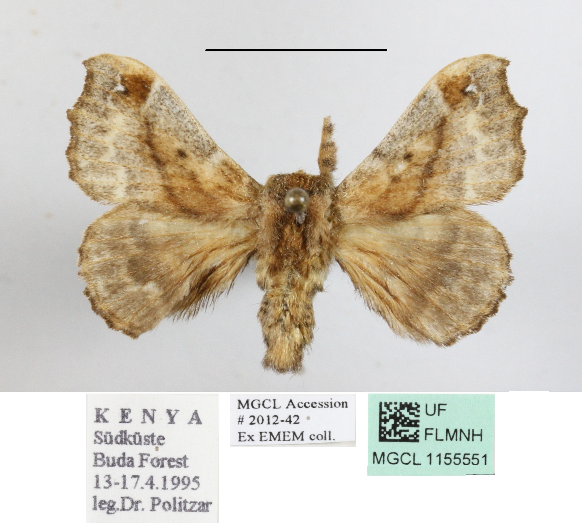 /filer/webapps/moths/media/images/O/ochraceipeinnis_Racinoa_A_MGCLa_01.JPG