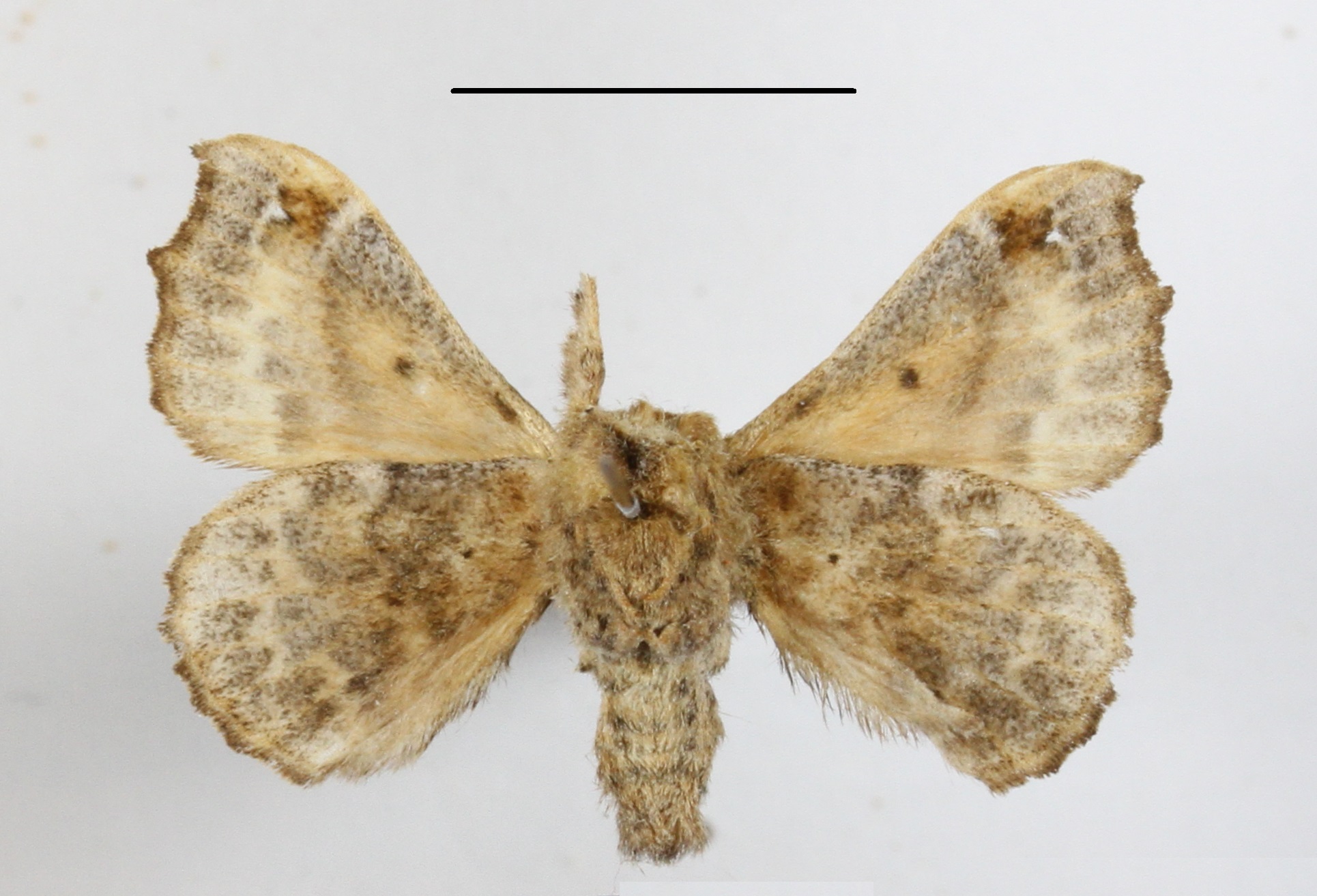 /filer/webapps/moths/media/images/O/ochraceipeinnis_Racinoa_A_MGCLb_01.JPG