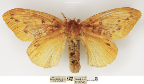 /filer/webapps/moths/media/images/O/ochraceola_Lechriolepis_AF_NHMUK_01.jpg