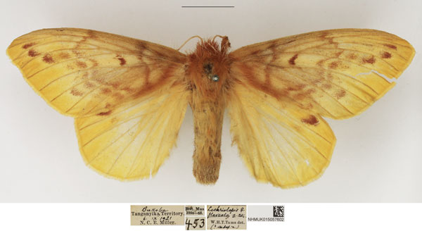 /filer/webapps/moths/media/images/O/ochraceola_Lechriolepis_AF_NHMUK_02.jpg