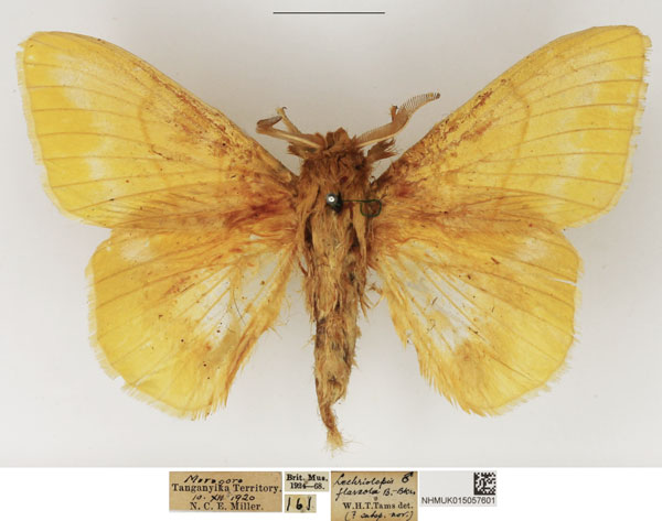 /filer/webapps/moths/media/images/O/ochraceola_Lechriolepis_AM_NHMUK.jpg
