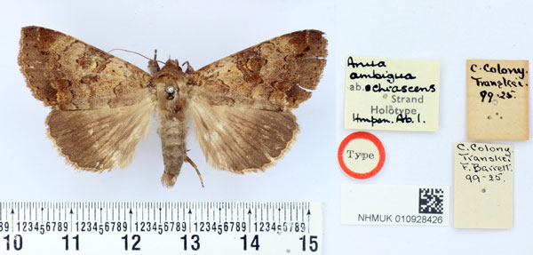 /filer/webapps/moths/media/images/O/ochracescens_Anua_HT_BMNH.jpg