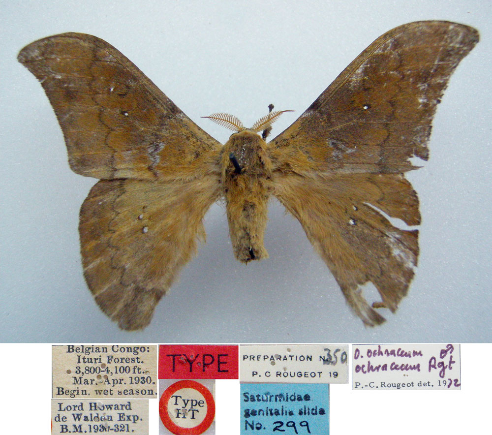/filer/webapps/moths/media/images/O/ochraceum_Orthogonioptilum_HT_BMNHa.jpg