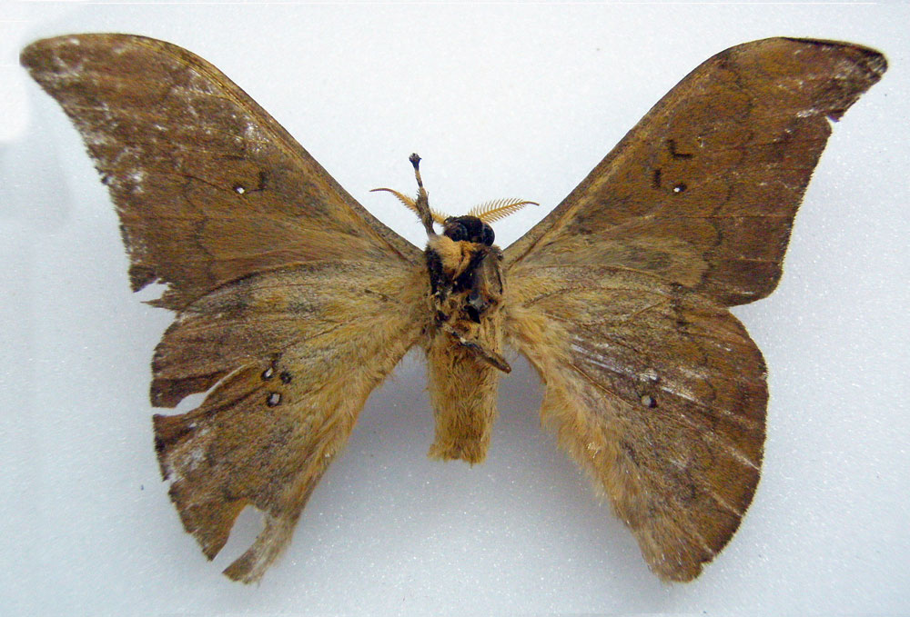 /filer/webapps/moths/media/images/O/ochraceum_Orthogonioptilum_HT_BMNHb.jpg