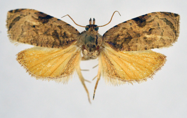 /filer/webapps/moths/media/images/O/ochrana_Eccopsis_HT_NHMO.jpg