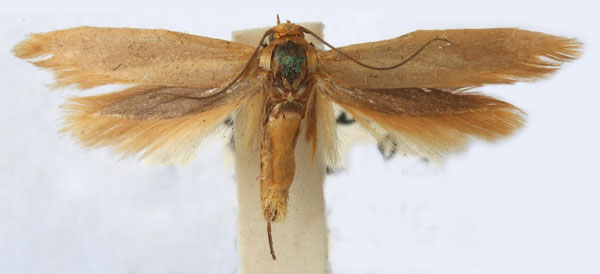 /filer/webapps/moths/media/images/O/ochrantha_Scythris_A_BMNH.jpg