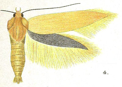 /filer/webapps/moths/media/images/O/ochrantha_Scythris_HT_Meyrick_7-4.jpg