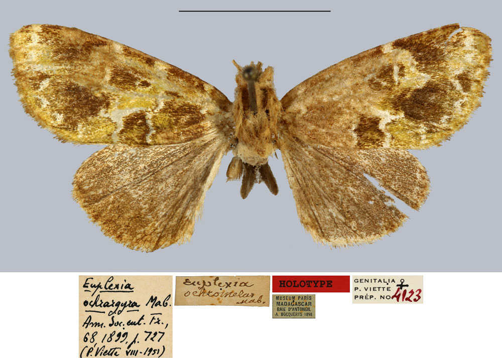 /filer/webapps/moths/media/images/O/ochrargyra_Euplexia_HT_MNHN.jpg