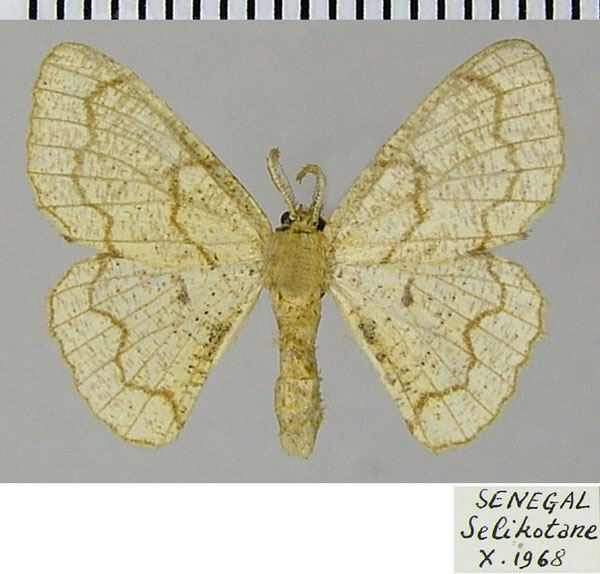 /filer/webapps/moths/media/images/O/ochrea_Cacochloris_AM_ZSM_01.jpg