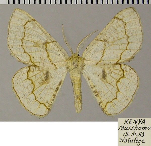 /filer/webapps/moths/media/images/O/ochrea_Cacochloris_AM_ZSM_02.jpg