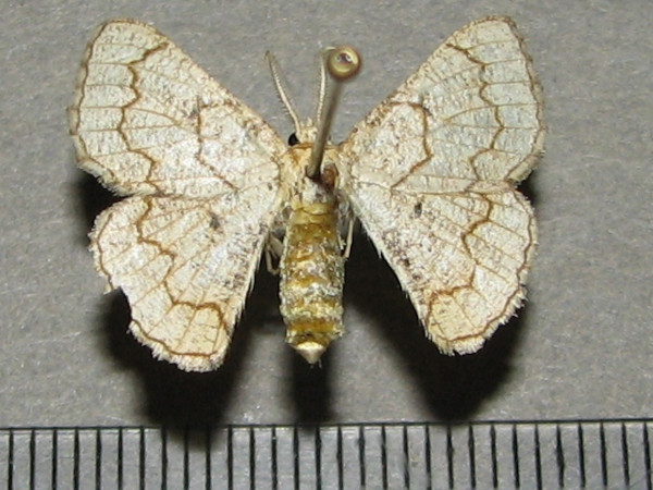 /filer/webapps/moths/media/images/O/ochrea_Cacochloris_A_Goff_01.jpg