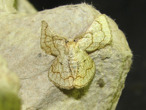 /filer/webapps/moths/media/images/O/ochrea_Cacochloris_A_Goff_03.jpg