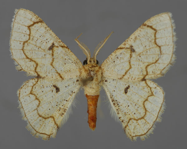 /filer/webapps/moths/media/images/O/ochrea_Cacochloris_A_ZSM_01.jpg