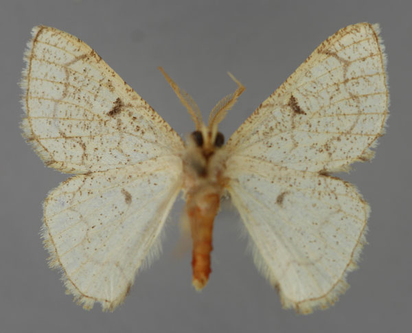 /filer/webapps/moths/media/images/O/ochrea_Cacochloris_A_ZSM_02.jpg
