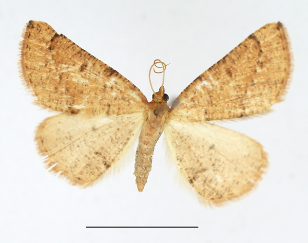 /filer/webapps/moths/media/images/O/ochrea_Pareclipsis_AF_TMSA.jpg