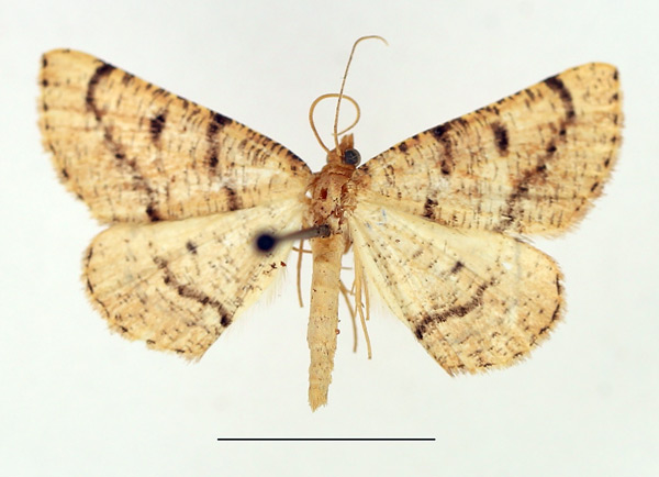 /filer/webapps/moths/media/images/O/ochrea_Pareclipsis_AM_TMSA.jpg