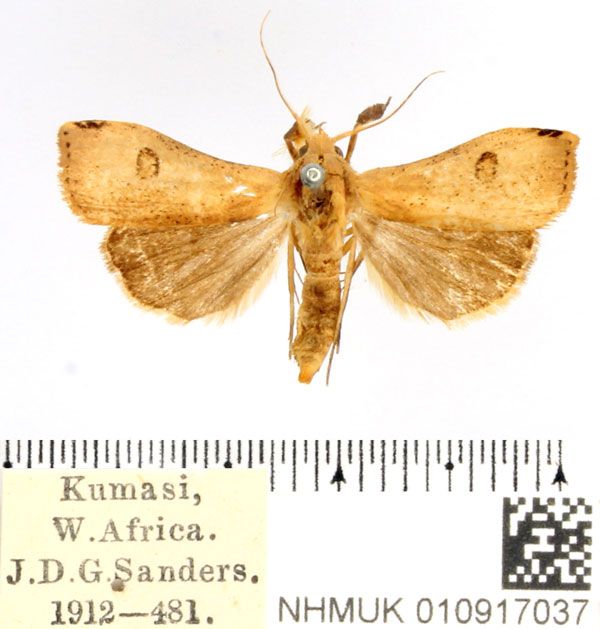 /filer/webapps/moths/media/images/O/ochrea_Rivula_AM_BMNH.jpg