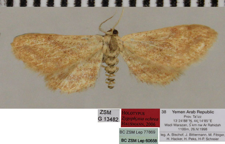 /filer/webapps/moths/media/images/O/ochrea_Zygophyxia_HT_ZSMa.jpg