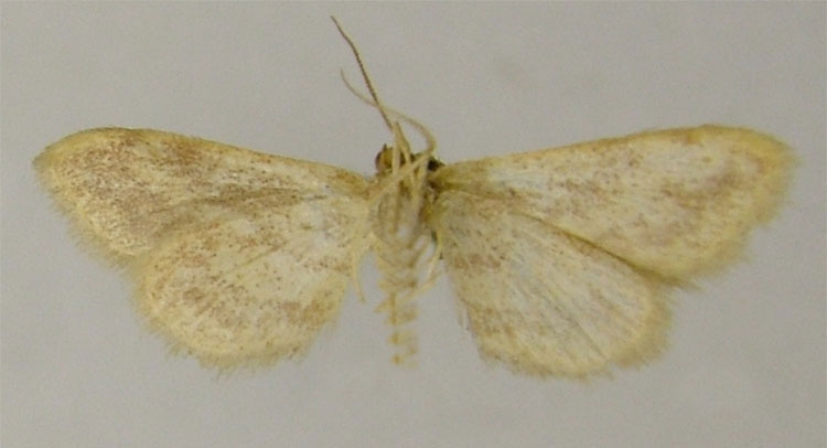 /filer/webapps/moths/media/images/O/ochrea_Zygophyxia_HT_ZSMb.jpg
