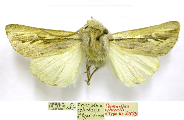 /filer/webapps/moths/media/images/O/ochrealis_Centrartha_HT_TMSA.jpg