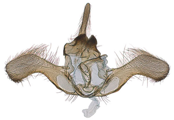 /filer/webapps/moths/media/images/O/ochreana_Ubawamzuri_GMHT_MHNG_202407.jpg