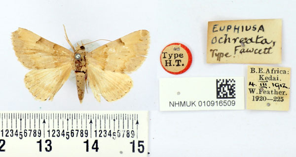 /filer/webapps/moths/media/images/O/ochreata_Euphiusa_HT_BMNH.jpg