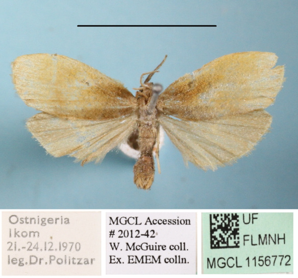 /filer/webapps/moths/media/images/O/ochreata_Pusiola_A_MGCLa_01.JPG