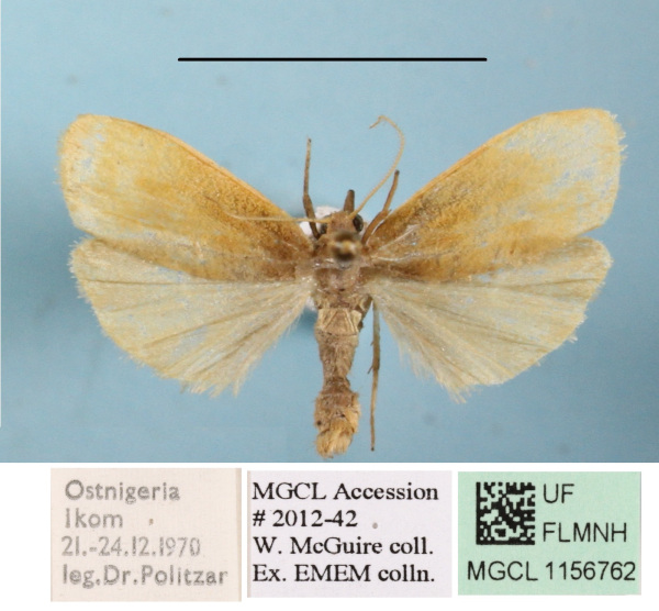/filer/webapps/moths/media/images/O/ochreata_Pusiola_A_MGCLa_03.JPG