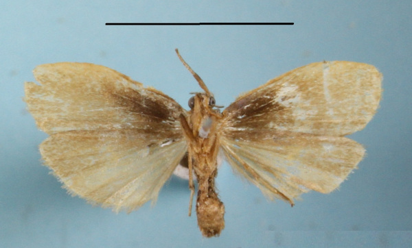 /filer/webapps/moths/media/images/O/ochreata_Pusiola_A_MGCLb_01.JPG