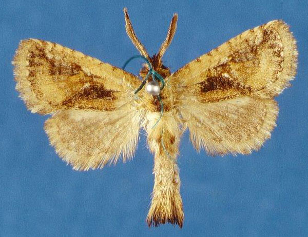 /filer/webapps/moths/media/images/O/ochreicosta_Moyencharia_AM_Lehmann_04_tRxHIyO.jpg