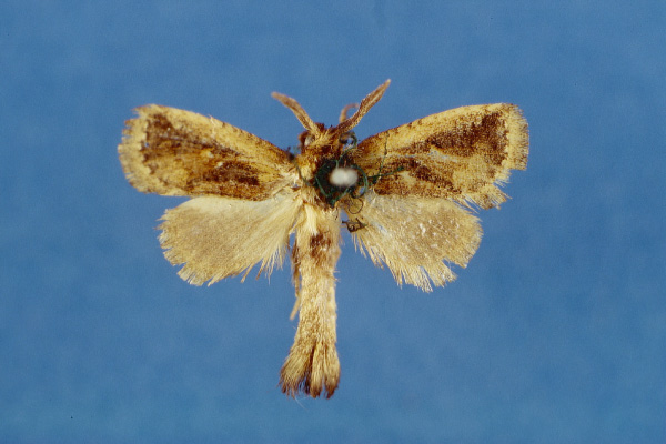 /filer/webapps/moths/media/images/O/ochreicosta_Moyencharia_HT_Lehmann.jpg