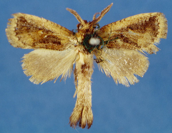 /filer/webapps/moths/media/images/O/ochreicosta_Moyencharia_HT_Lehmann_eWRhH79.jpg