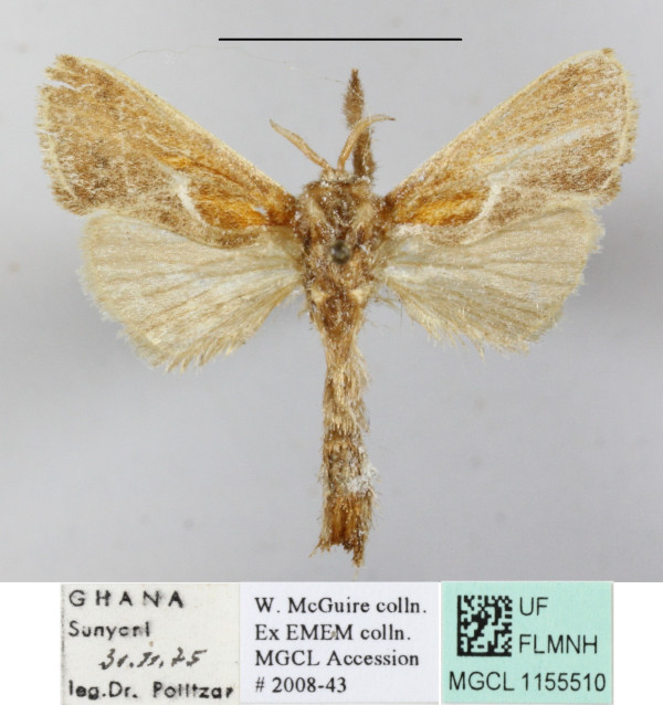 /filer/webapps/moths/media/images/O/ochreicosta_Teragra_A_MGCLa_01.JPG