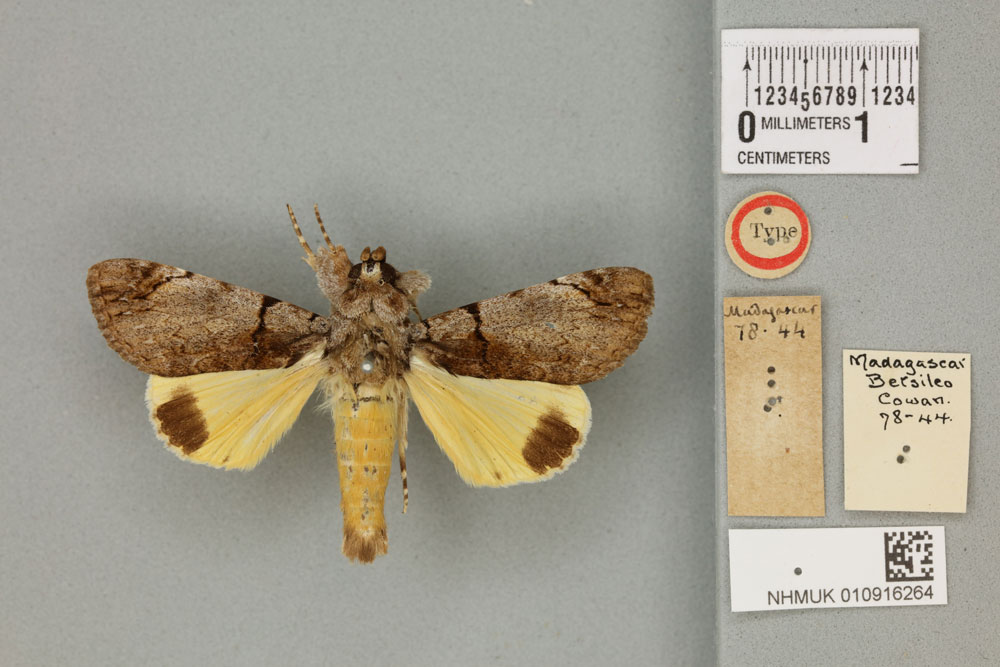 /filer/webapps/moths/media/images/O/ochreipennis_Audea_HT_BMNHa.jpg